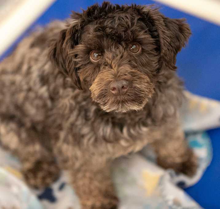 Photo of Showboat (JN25-495)