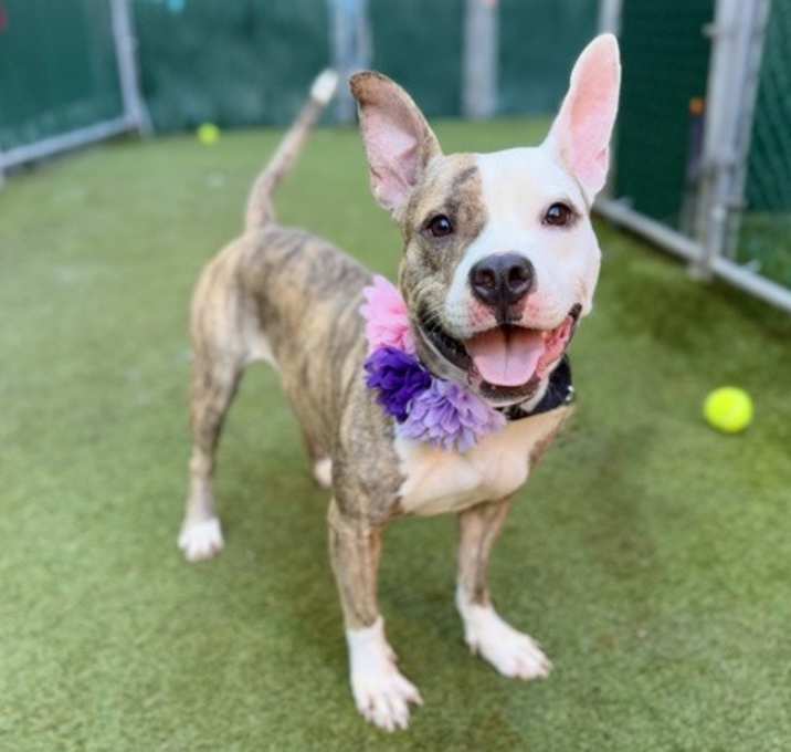 Photo of Raspberry Girl