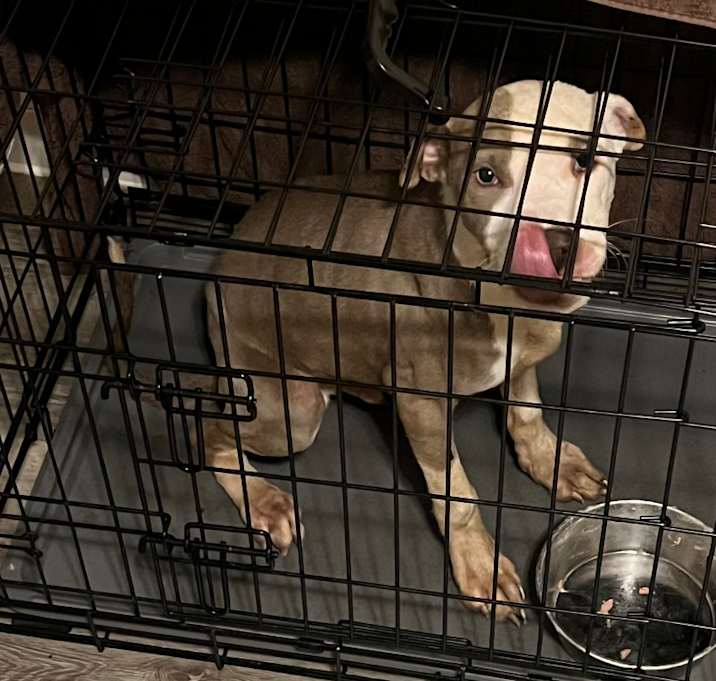 Photo of Mack - Home to Home