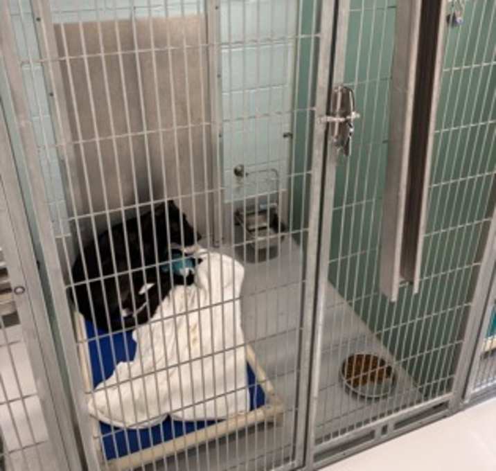 Photo of Remona 1445-25