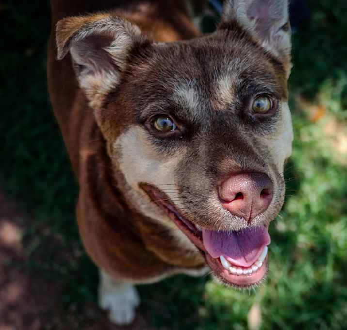 Photo of Brownie Batter