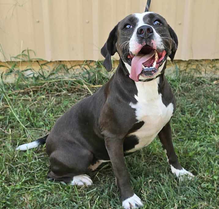 Penny *foster needed*