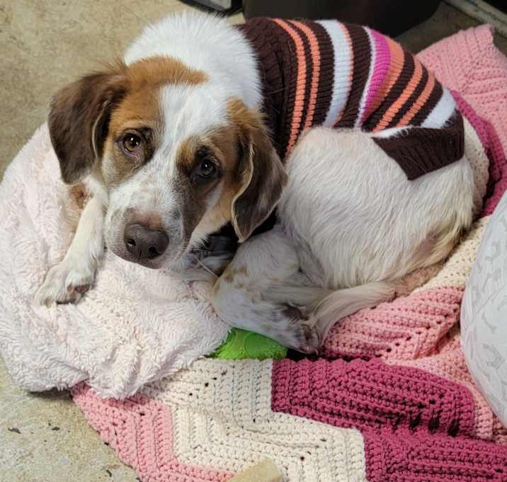 Photo of Maggie (Photos 11/6/2025)