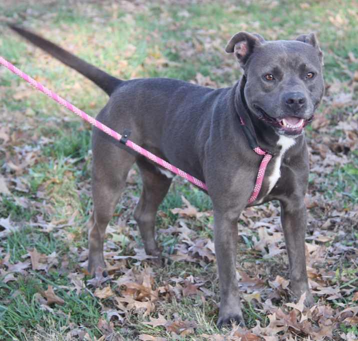 Photo of Victor (Neutered)