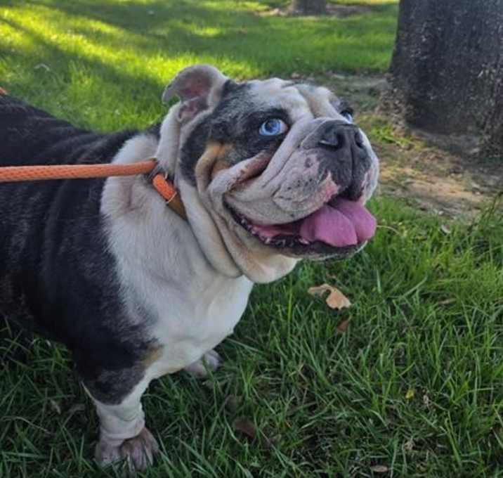 Photo of PIPER - NEEDS A RESCUE