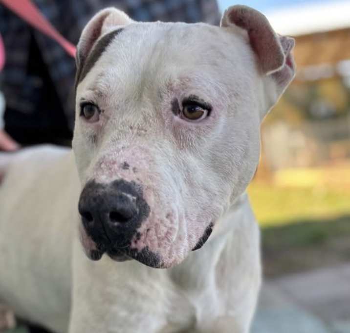 Photo of Spot: Not at the Shelter