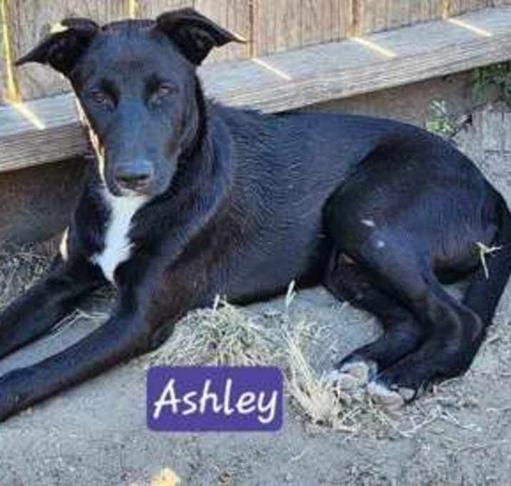 Photo of ASHLEY FOSTER