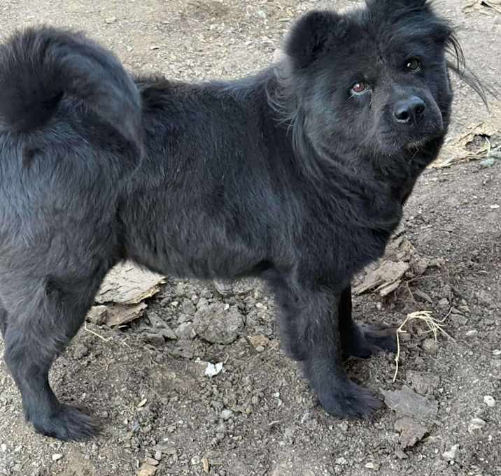 Photo of Chow - Chloe