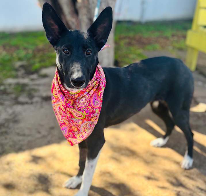 Photo of Shasta 25-10-144