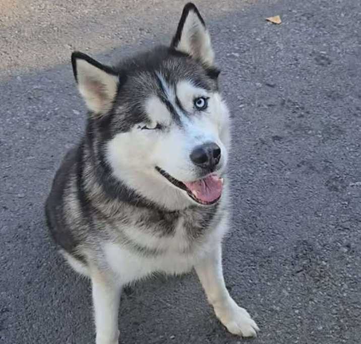 Photo of Smoke (Courtesy Post)