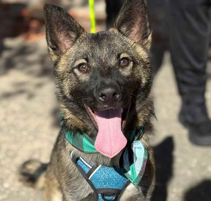 Photo of Boone / Max B818