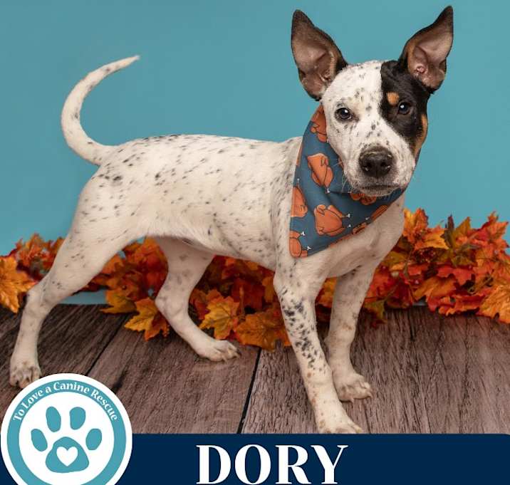 Photo of Dory (Ocean Explorers) 110825