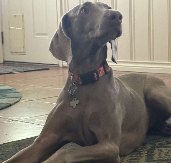 Photo of Kimber (aka JuneBug)