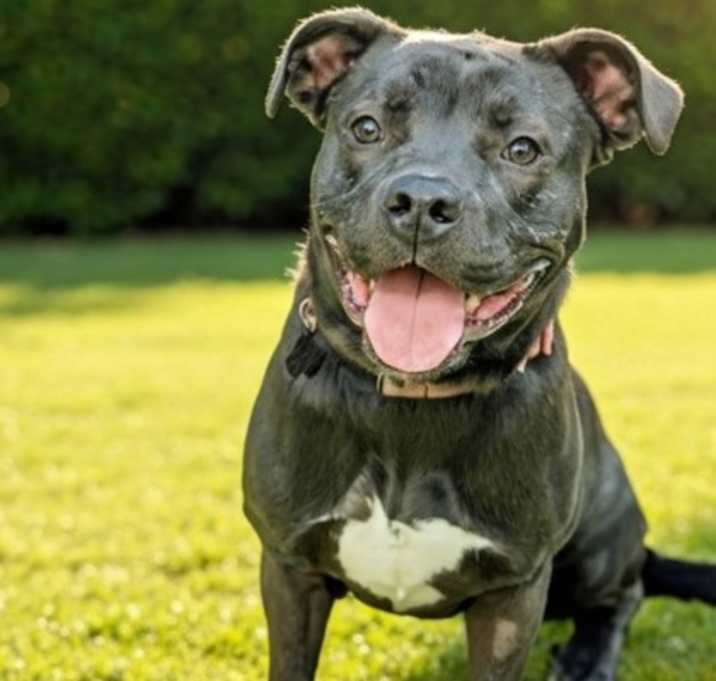 Photo of Elvira IN FOSTER