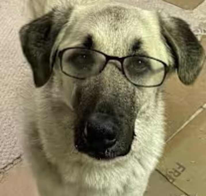 Charlie looking for my family!