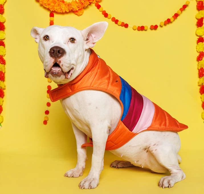 Photo of Princess Zelda