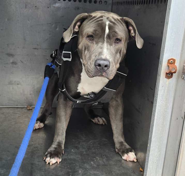 Photo of Gerard Butler 