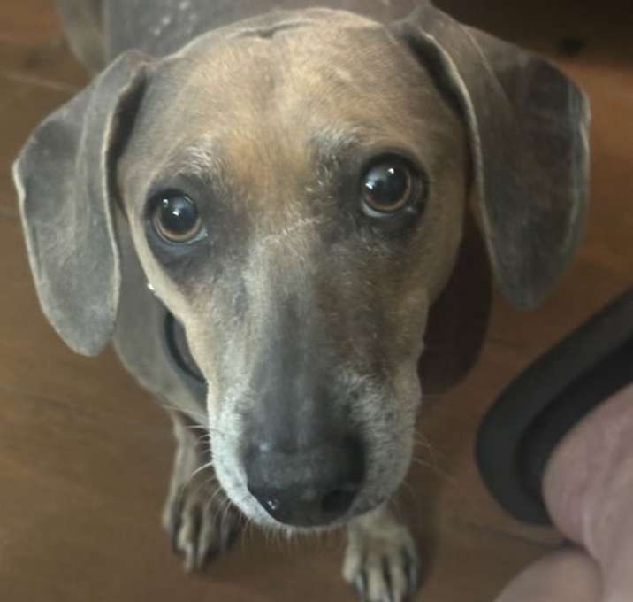 Photo of 'Jack' fka Bear