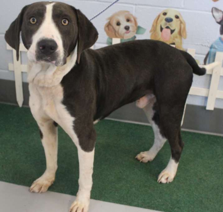 Photo of Maverick URGENT SWEETHEART‼️