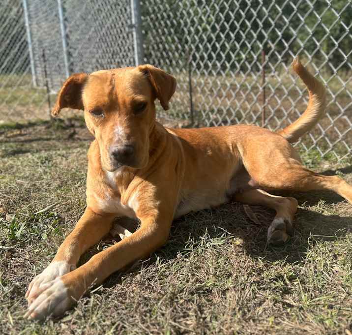 Photo of Moxie *AVAILABLE IN FOSTER*