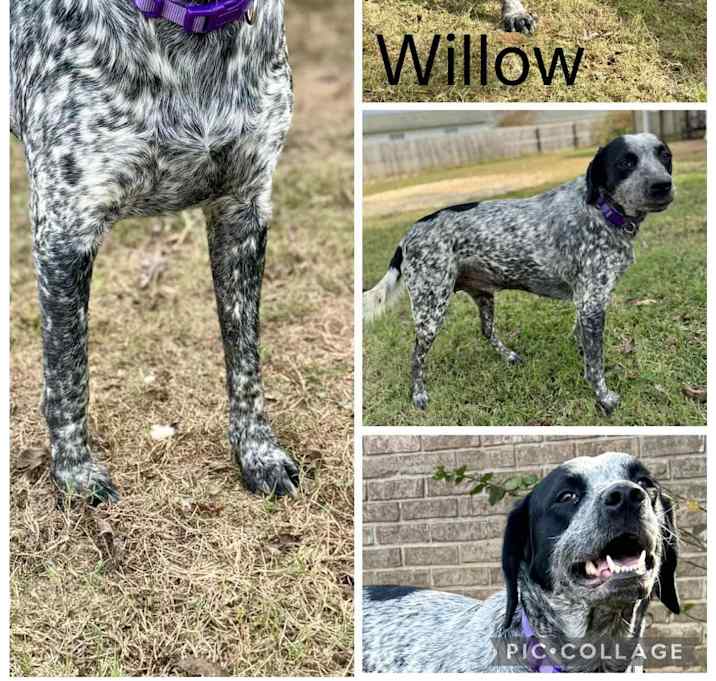 Photo of Willow