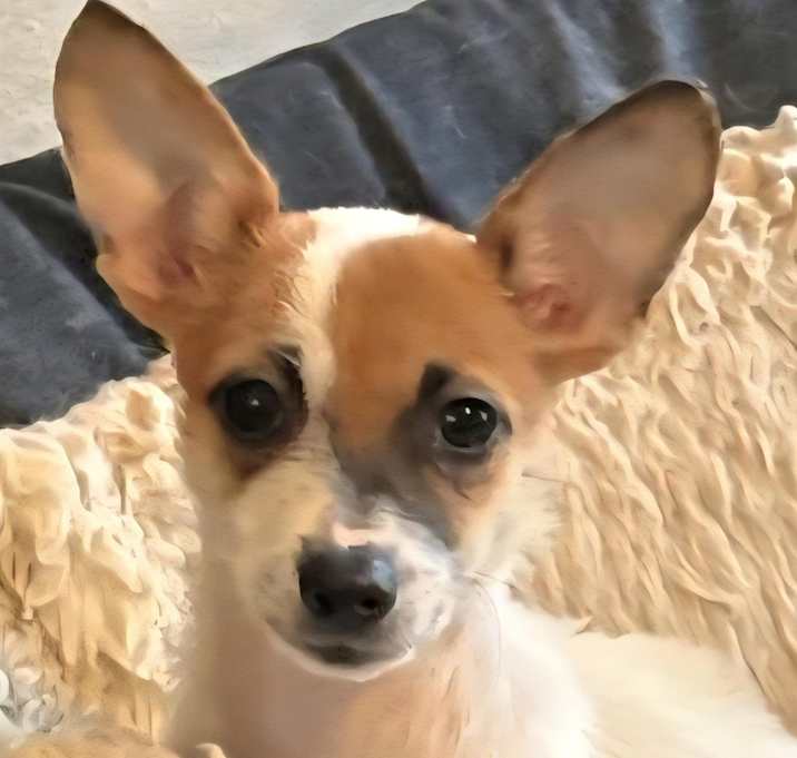 Photo of MINNIE *Bonded with MINNIE*