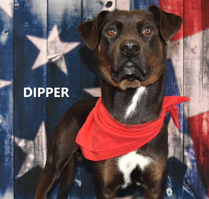 Photo of Dipper