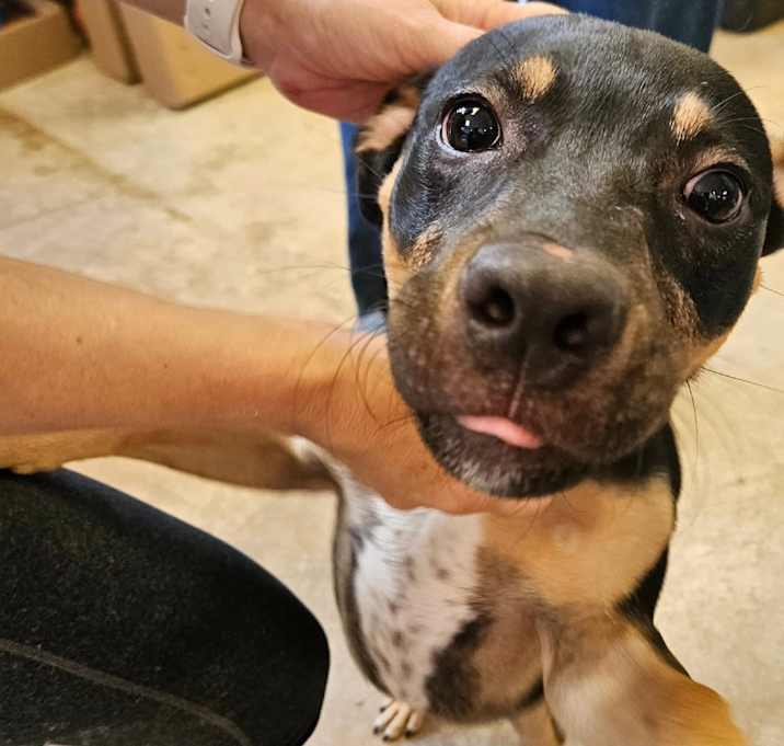 Photo of Bucky (formerly Jasper)