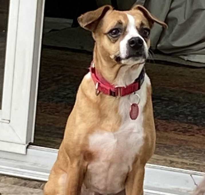 Photo of Mary Puppins aka Itsy *LOCAL*