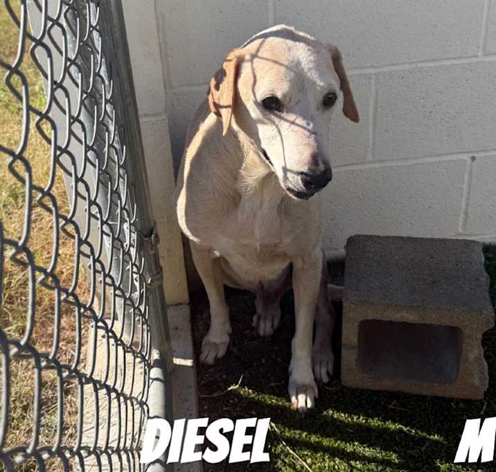 Photo of Diesel