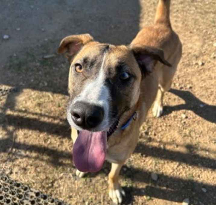 Photo of Brownie Batter