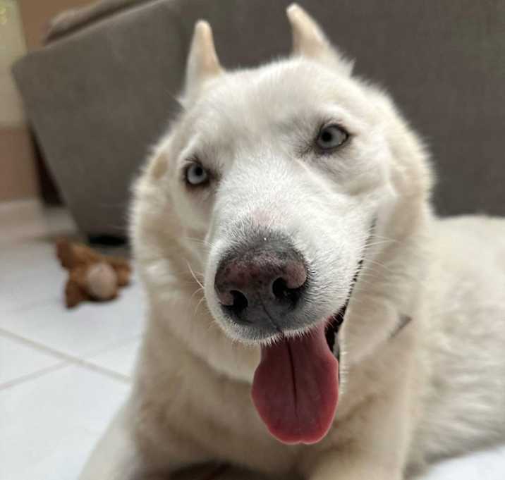 Photo of Marshmallow