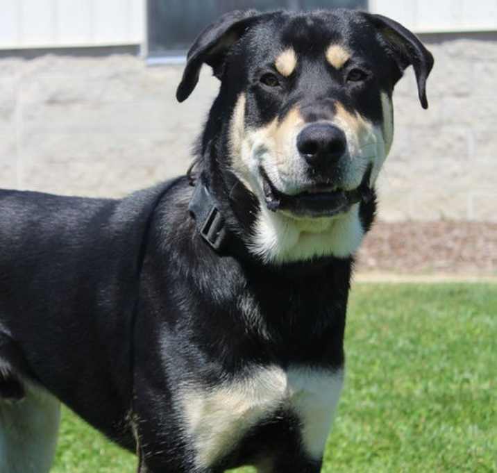 Photo of Jameson 50658