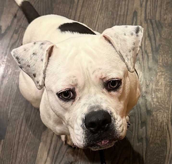 Photo of Cheese (Poppy)