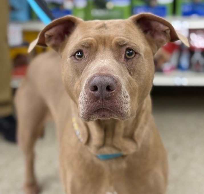 Photo of Bella the Beauty