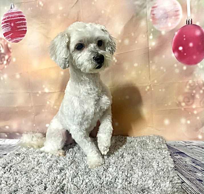 Photo of Marshmallow