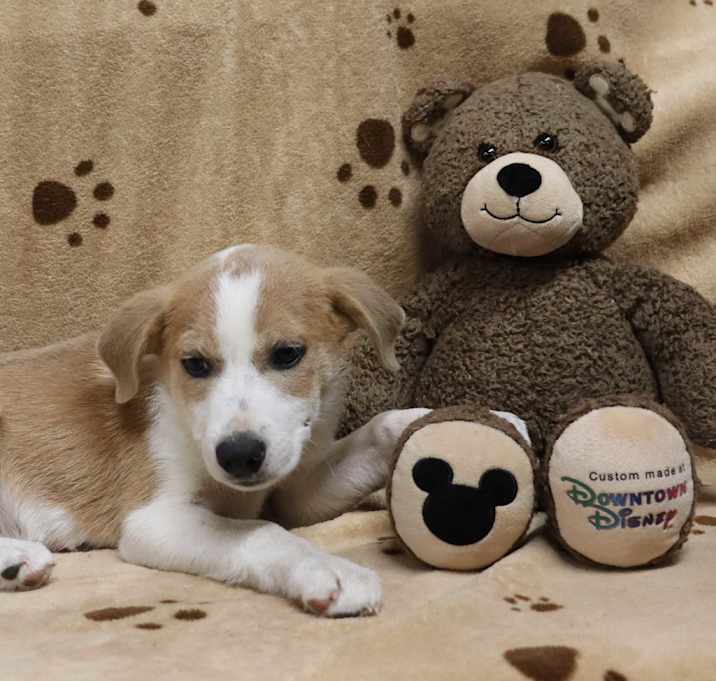 Photo of Punkin' Pie