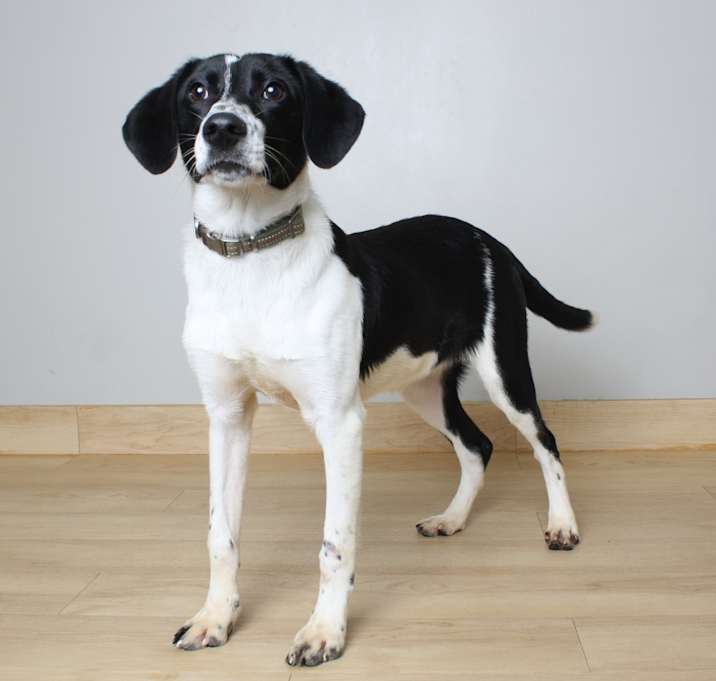 Photo of Bandit D67051