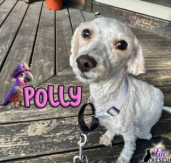 Photo of Polly