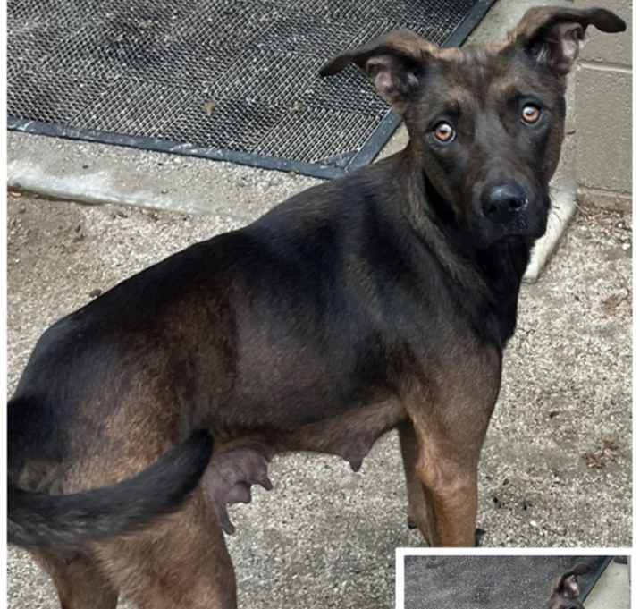 Photo of 22864- Toodles