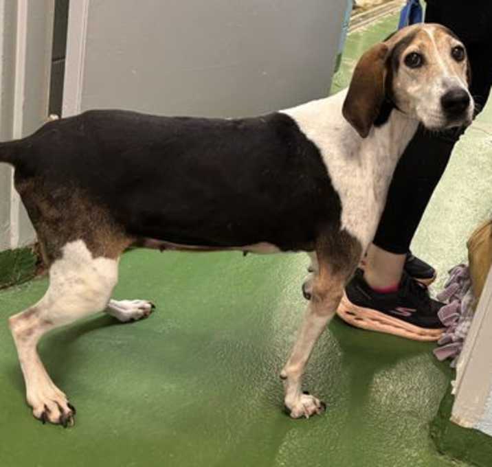 Photo of Tatum: Not at shelter (Wendy)