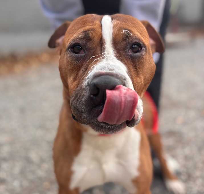 Photo of Banana Kablamma 