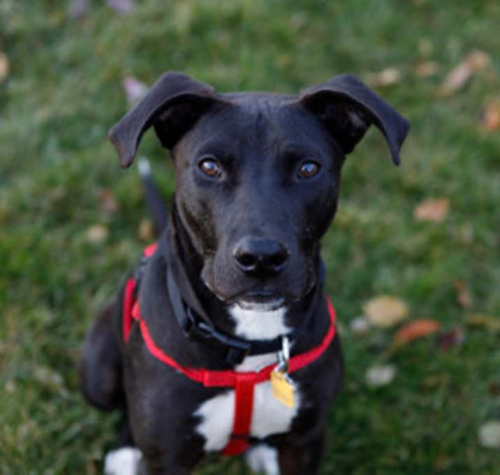 Photo of Johnny B. Goode