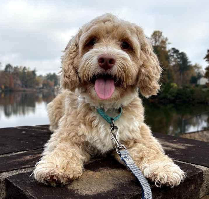 Photo of Teddy 21527