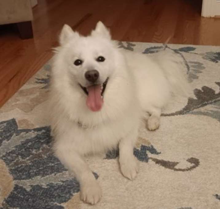 Photo of Arlo - Adoption Fee Covered in Full