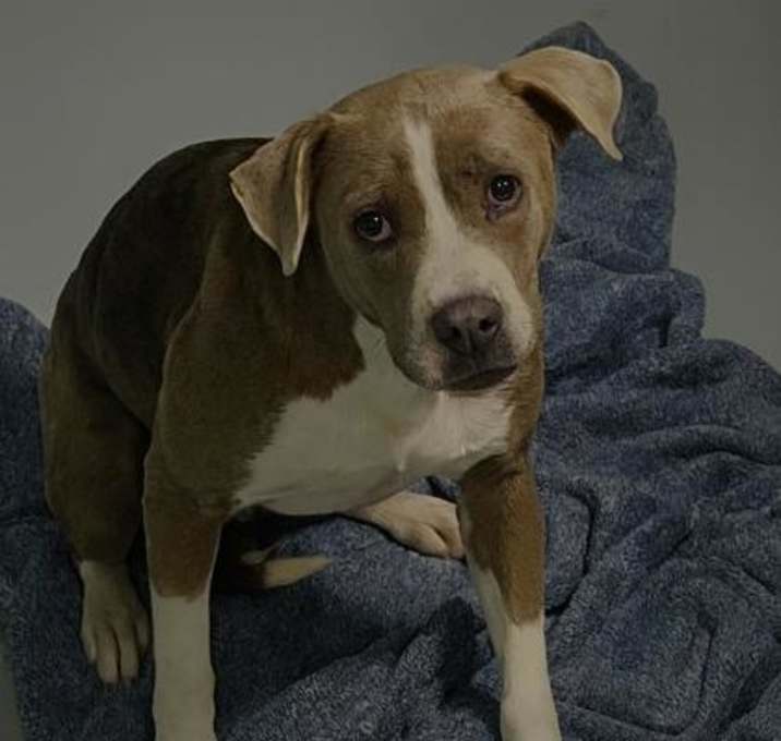 Photo of Cranberry 1740-25