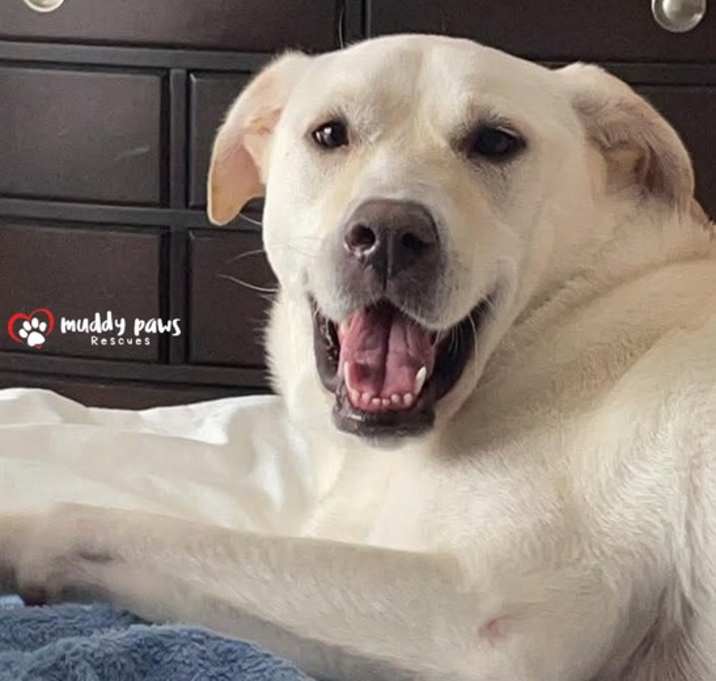 Photo of Wisteria (Courtesy Post)