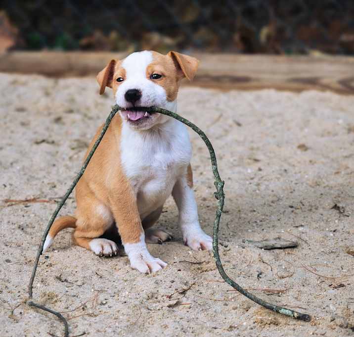 Photo of Koffee - 25283