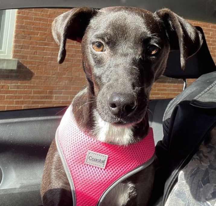 Photo of Diamond Ruff