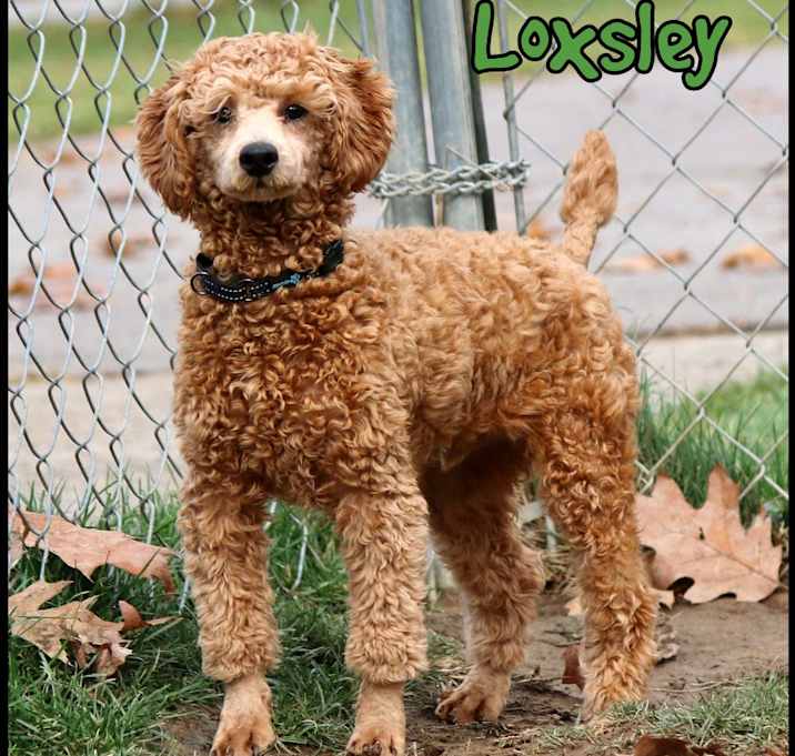 Photo of Loxsley